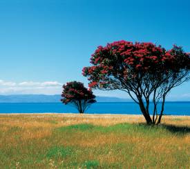Coromandel udflugt New Zealand