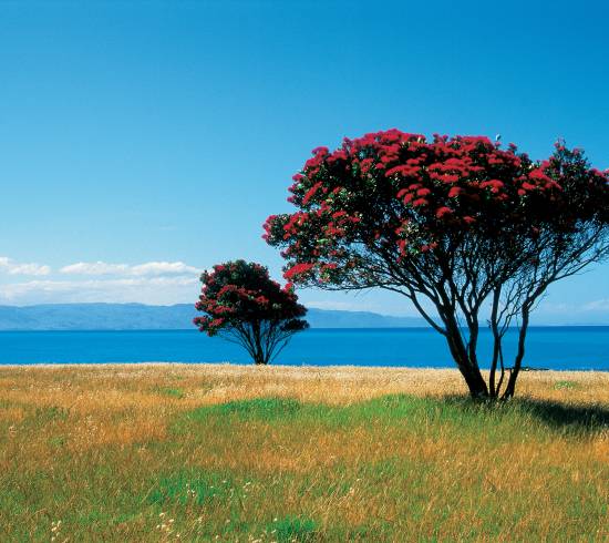 Coromandel udflugt New Zealand