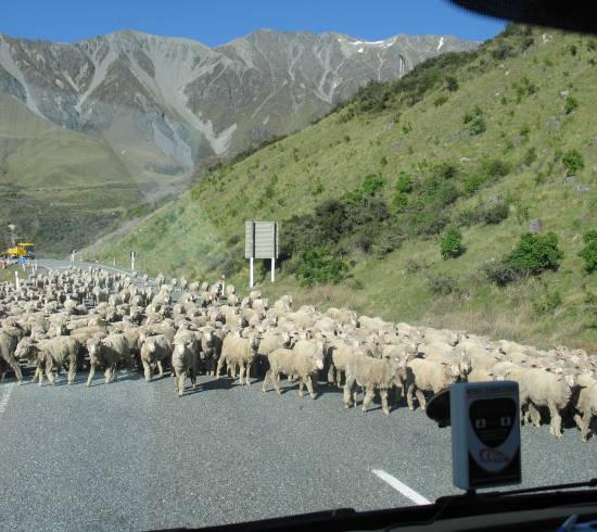 Får på vejen i New Zealand
