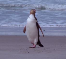 Pingvin på New Zealand