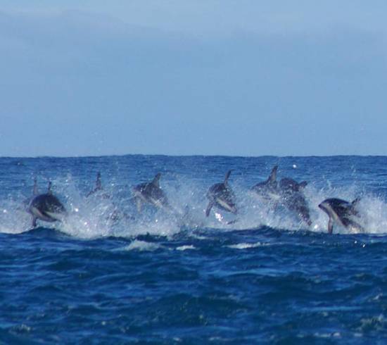 Pelfiner på New Zealand
