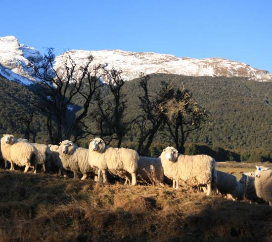 Får på New Zealand