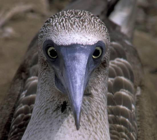 Galapagos Ecuador rejse