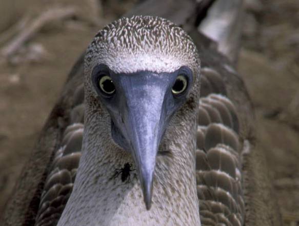 Galapagos Ecuador rejse