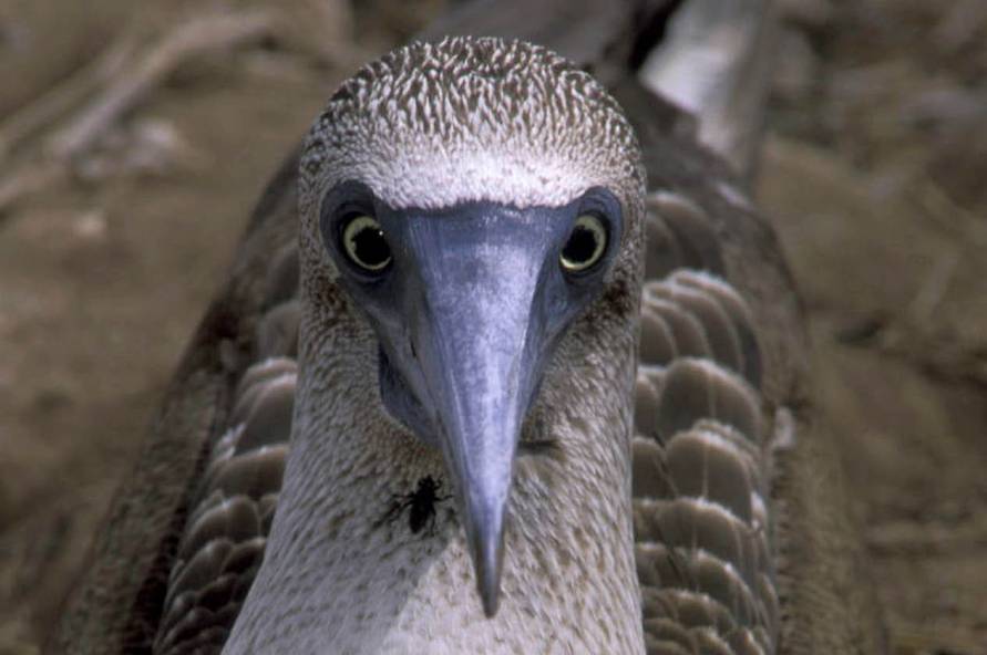 Ecuador og Galapagos