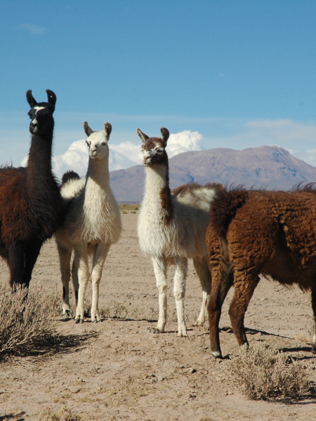 Den klassiske Peru, Bolivia og Chile rejse