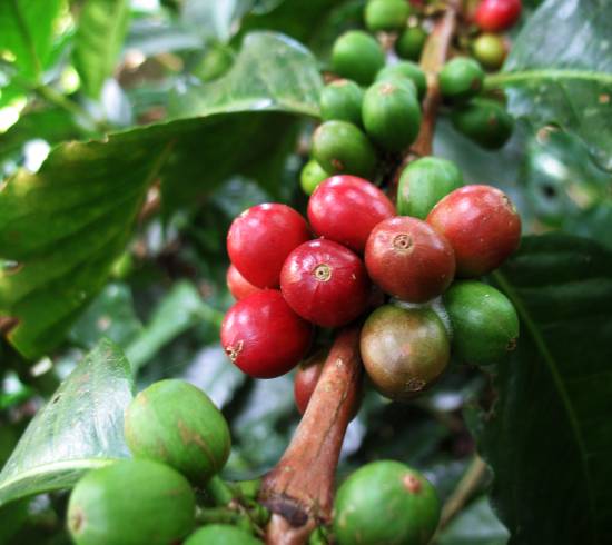 Dag 5 kaffe plante - plantage