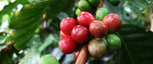 Dag 5 kaffe plante - plantage
