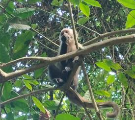 Abe i Tayrona nationalpark