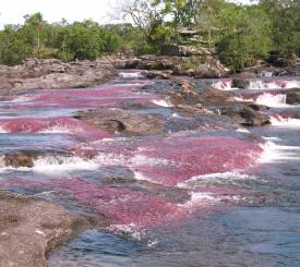 Caño Cristales i Colombia