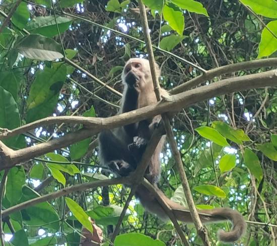 Abe i Tayrona nationalpark