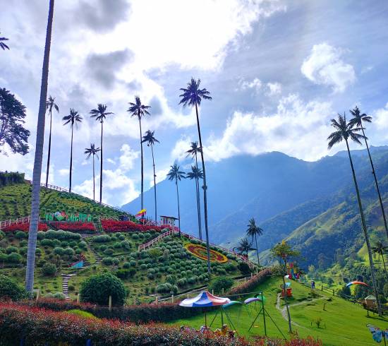 Cocora dalen