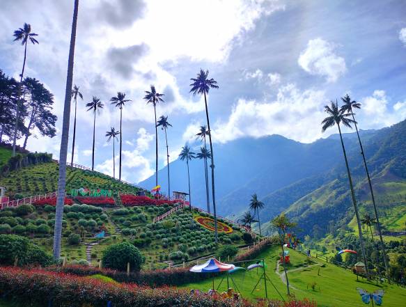 Cocora dalen