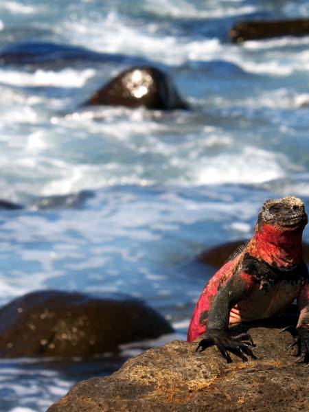 Galapagos natur og kultur