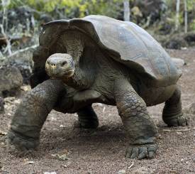 Galapagos skildpadde