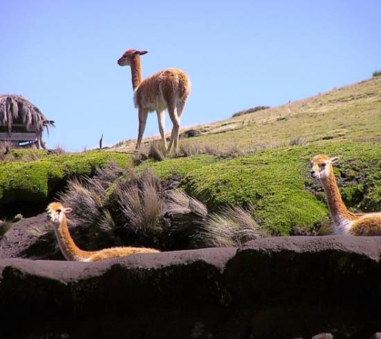 Vicunas-i-hoejlandet
