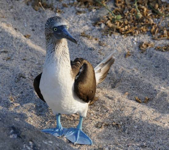 Galapagos-blaafoede-sule