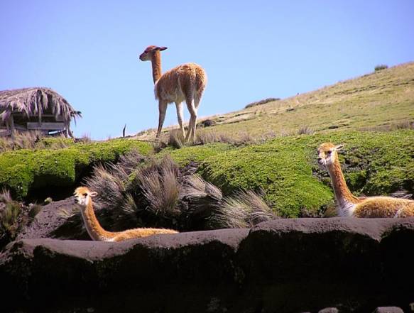 Vicunas-i-hoejlandet