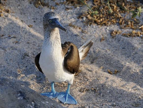 Galapagos-blaafoede-sule