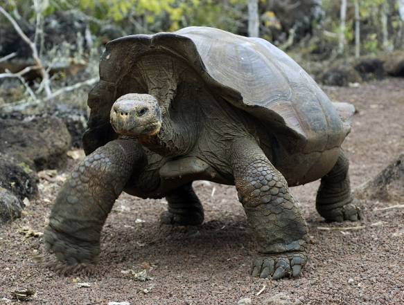 Galapagos skildpadde
