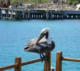 Ecuador-Galapagos-Oehop