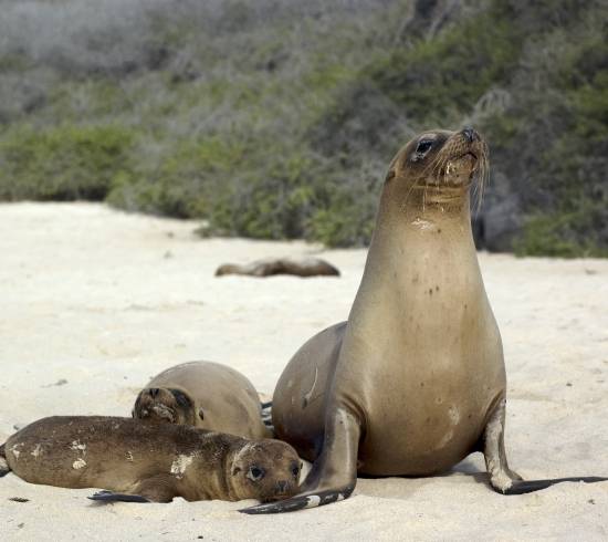 Galapagos-Santa-Cruz
