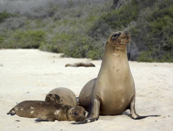 Galapagos-Santa-Cruz