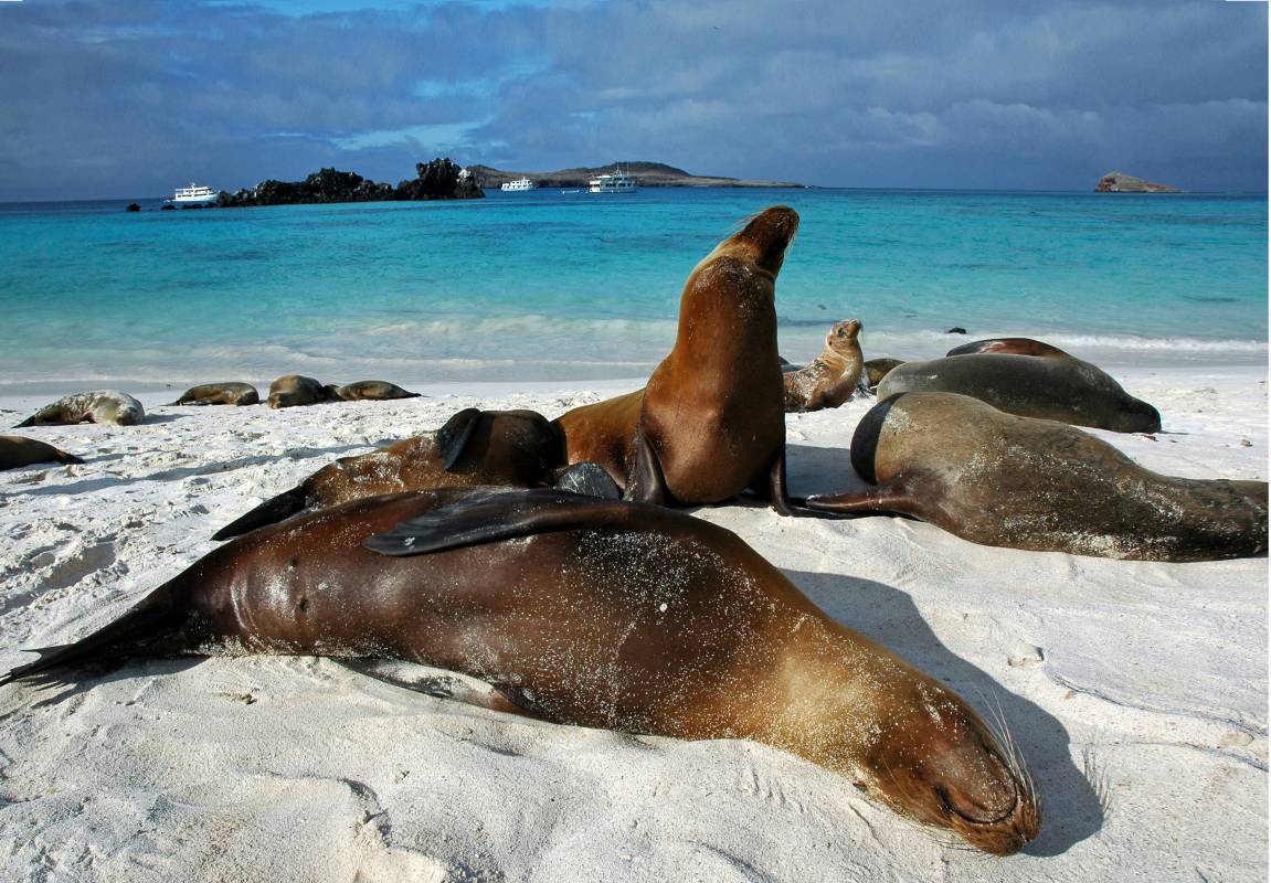 Ecuador - Cuyabeno Lodge, ø-hop og 5 dages cruise på Galapagos.