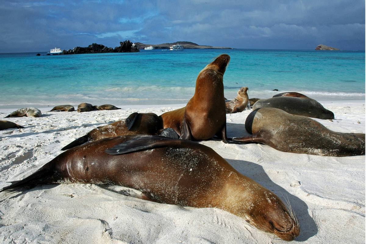 Ecuador - Cuyabeno Lodge, ø-hop og 5 dages cruise på Galapagos.