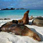Ecuador - Cuyabeno Lodge, ø-hop og 5 dages cruise på Galapagos.