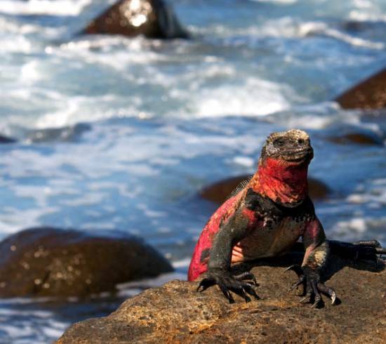 Galapagos Sydamerika rejse