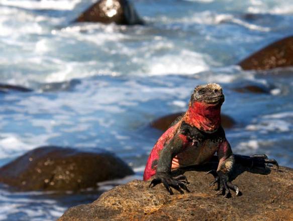 Galapagos Sydamerika rejse