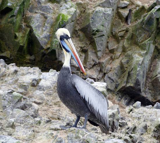 Ballestas-øerne og Paracas-ørkenen