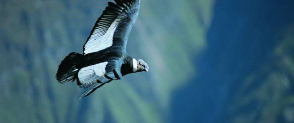 Colcakløftens forrygende landskaber og Titicacasøen