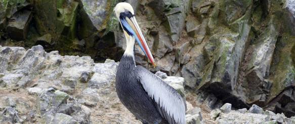 Ballestas-øerne og Paracas-ørkenen