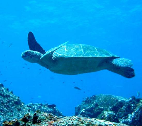 Galapagos Sydamerika rejser