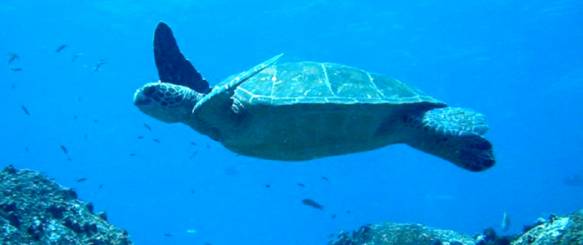 Galapagos Sydamerika rejser