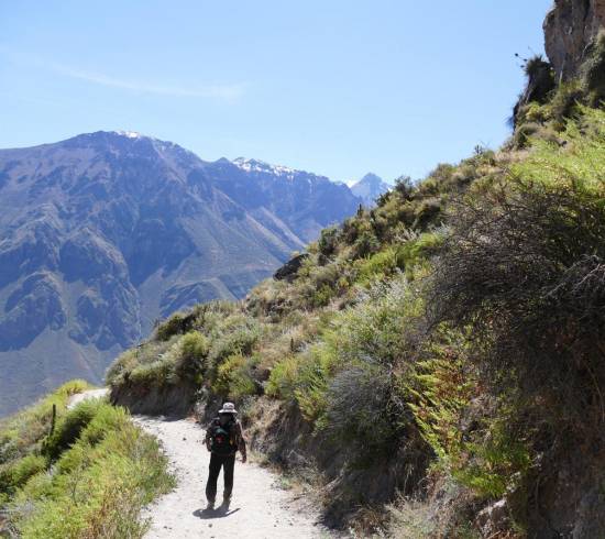 Kondor i Colka kløften