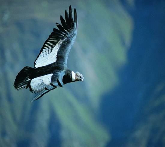 Kolka kløften i Peru