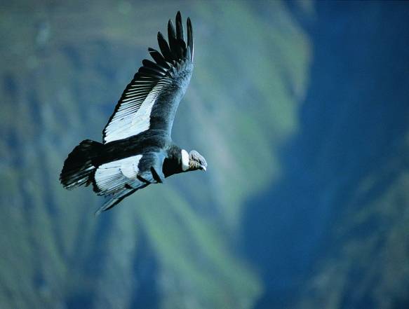 Kolka kløften i Peru