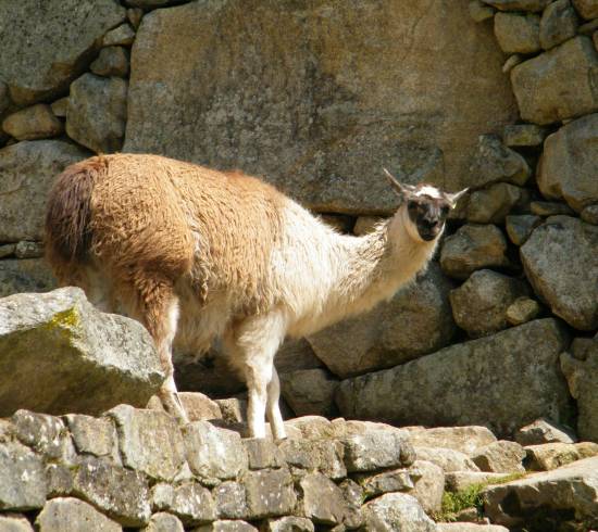 Lama på Machu Picchu Peru