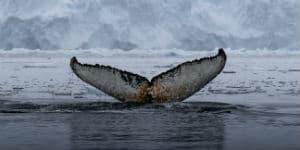 Der er mange smukke hvaler omkring Antarktis