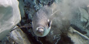 Det antarktiske klima er meget koldt, men pingviner trives fint her