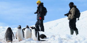 Kom helt tæt på pingvinerne på Petermann Island