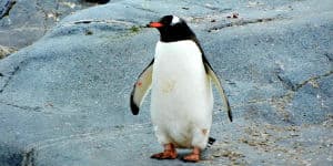 Der er mange pingviner på Antarktis