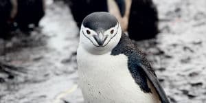 Du kan møde mange forskellige pingvin-arter i Antarktis
