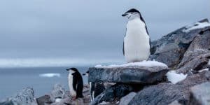 En pingvin der troner på Petermann Island