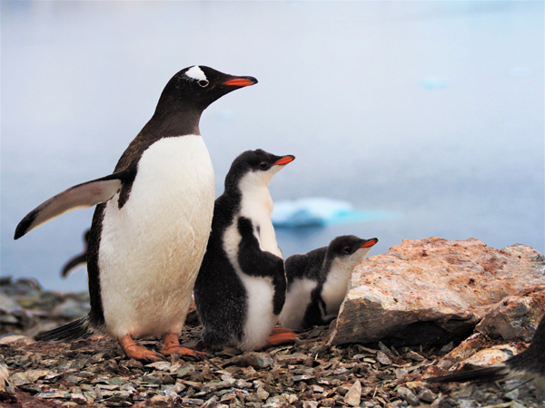 Æselpingviner på Antarktis