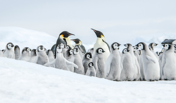 Kejserpingviner med unger