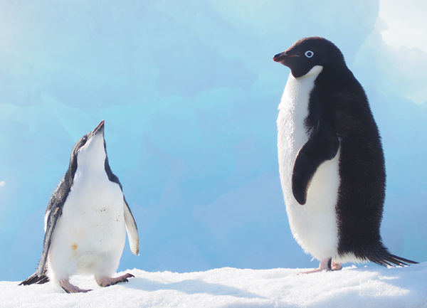 Adeliepingviner på Antarktis